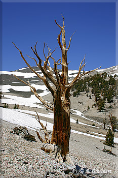 Abgestorbener Baum